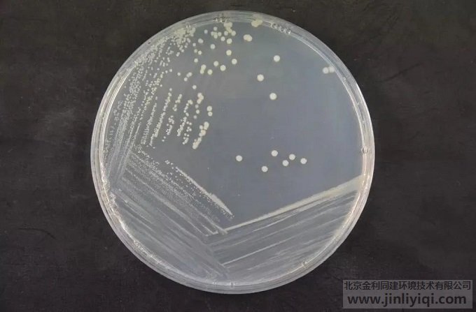 Ò¬¶¾¼Ùµ¥°û¾úÅàÑø¾úÂä